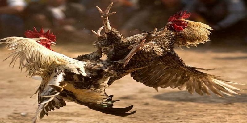 Chiến thuật thông minh giúp cược hiệu quả