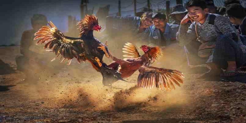 Trực tiếp đá gà – Sức hút không thể chối từ
